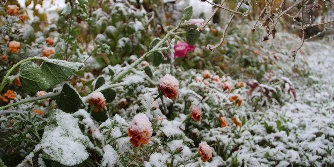 Çiçekler Kar Altında