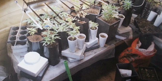 Çiçek Saksılarına Hint Keneviri Ekmiş