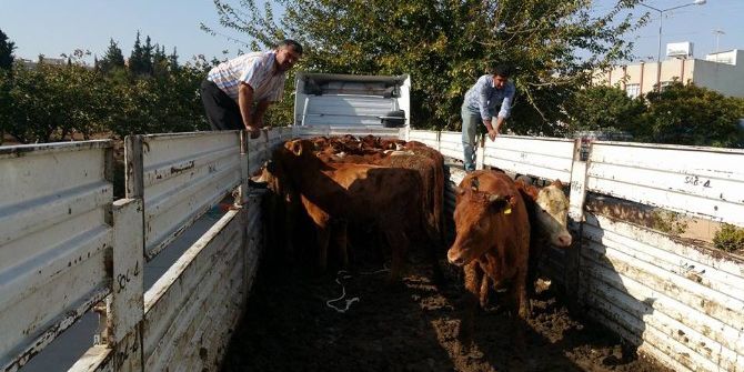 Genç Çiftçilere 120 Adet Büyükbaş Hayvan Dağıtıldı