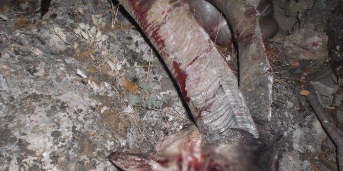 Yaban Keçisi Avlayan İki Kişiye Ceza