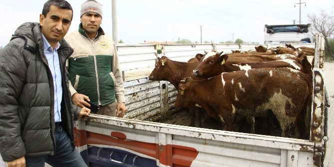 Genç Çiftçilere Büyükbaş Hayvan Desteği