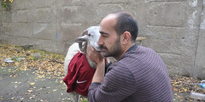 Kesmeye Kıyamadığı Kurbanlık Kadim Dostu Oldu