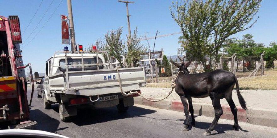 Manisa’da Eşeğe Kamyonetli Eziyet