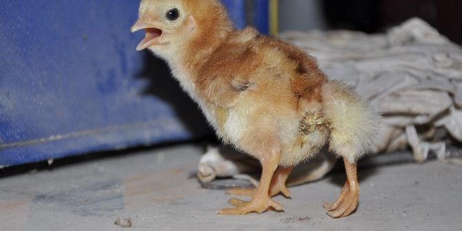 Dört Ayaklı Civciv Görenleri Şaşırttı