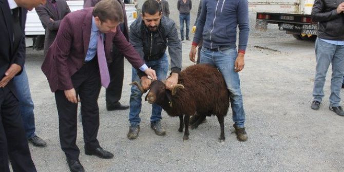 Karakoçan’da 26 Çiftçiye Hayvan Hibesi Yapıldı