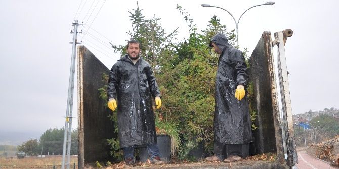 Gölbaşı Gölleri Çevresi Ağaçlandırma Çalışması Yapılıyor