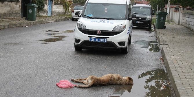 Erzincan’da Çocuklara Saldıran 2 Sokak Köpeği Öldürüldü