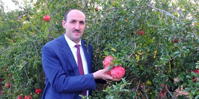 Adana’da Yılda 47 Bin Ton Nar Üretiliyor