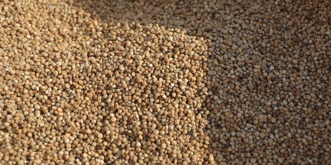 Kinoanın Kilosu 50 Lira