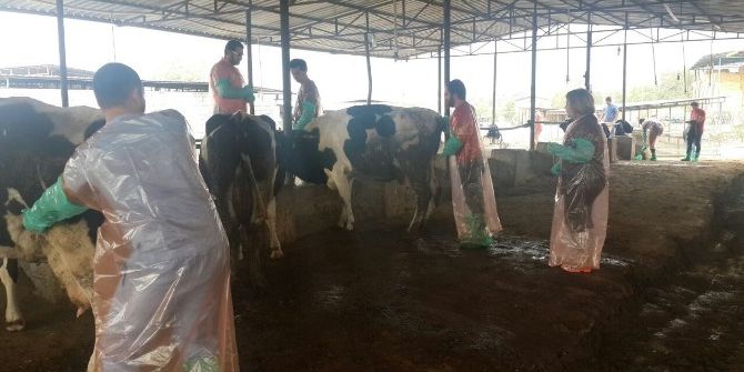 Çakı Gibi Tohumlamacı Oldular