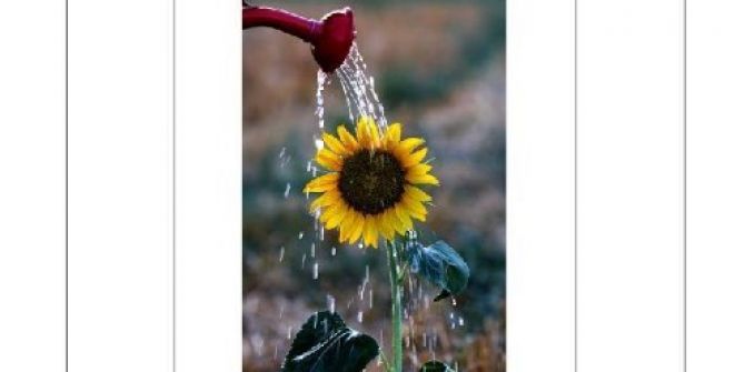 Büyük Sinagog’ta Ayçiçeği Sergisi