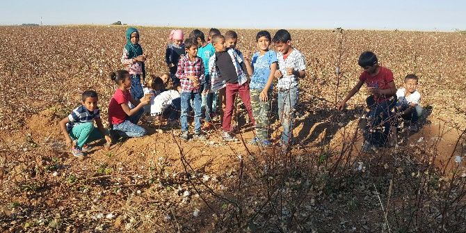Harran Belediyesinin Tohum’u Meyve Vermeye Başladı