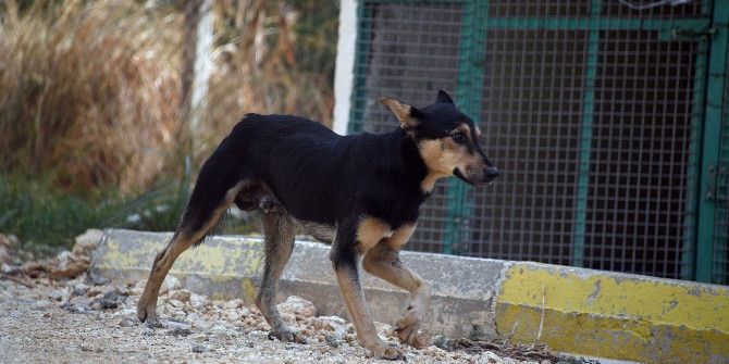 Ölmek Üzere Olan Sokak Köpeği Hayata Döndürüldü