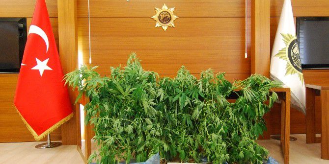 İstanbul’da Uyuşturucu Serasına Çevrilmiş Eve Baskın