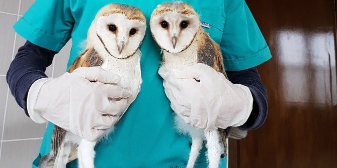 Yaban Hayvanları Burada Şifa Buluyor