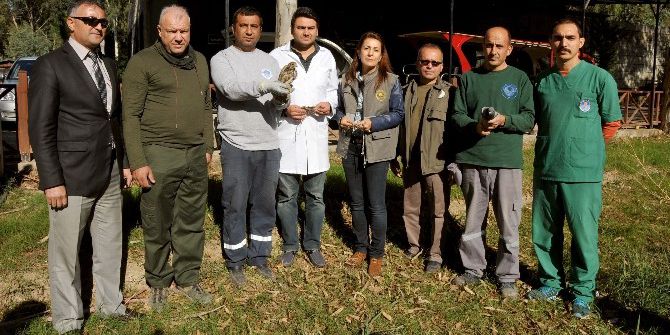 Kaçak Avcıların Vahşetinden Kurtarılan Kuşlar Tedavi Edilip, Doğaya Salındı