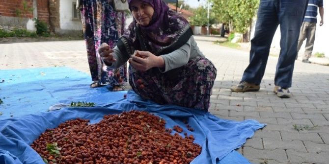 Çavuşköy’de Hünnap Hasadı