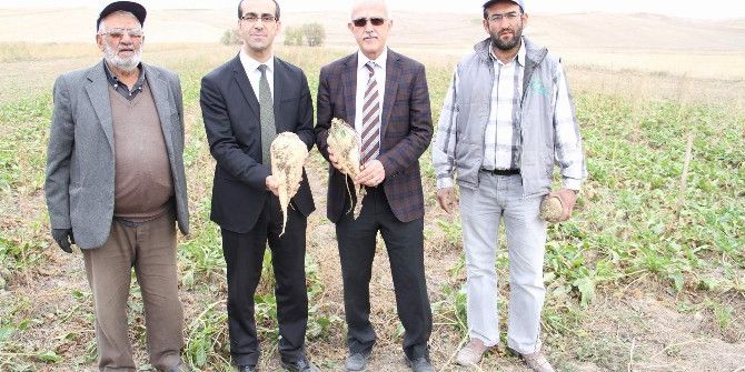 Mikoriza Mantarı Ürün Verimini Ve Kalitesini Artırıyor