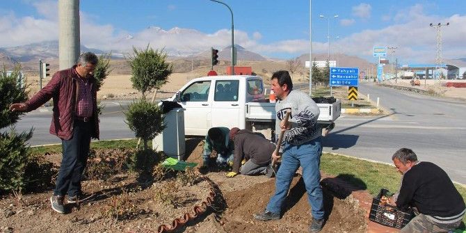 Develi Belediyesi 55 Bin Adet Lale Ekimi Yapacak