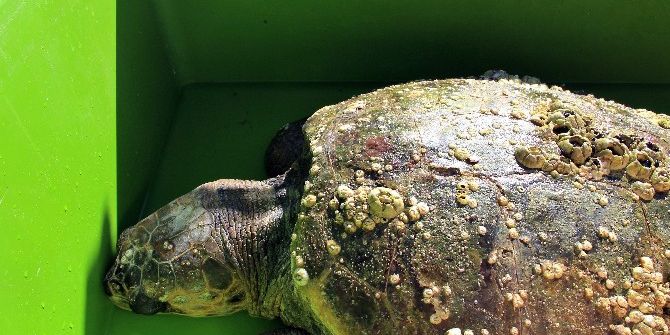 Caretta Caretta İçin Akut Ekipleri Seferber Oldu