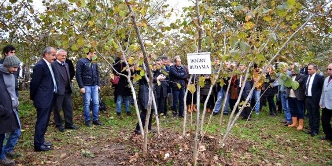 Fındıkta Budama Tarla Günü