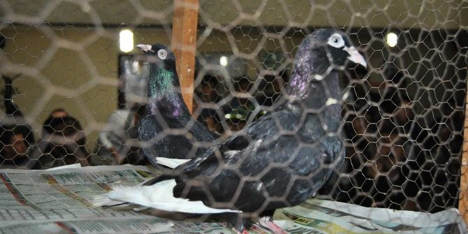 İkinci El Araba Fiyatına Güvercin