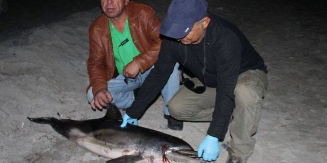 Kuşadası Sahiline Ölü Yunus Vurdu