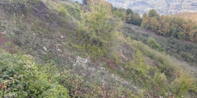 Yığılca’da 62 Dekar Alan Ağaçlandırılıyor