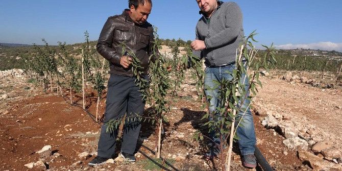 25 Bin Kök Bodur Bademi 100 Dönüm Arazide Toprakla Buluştu