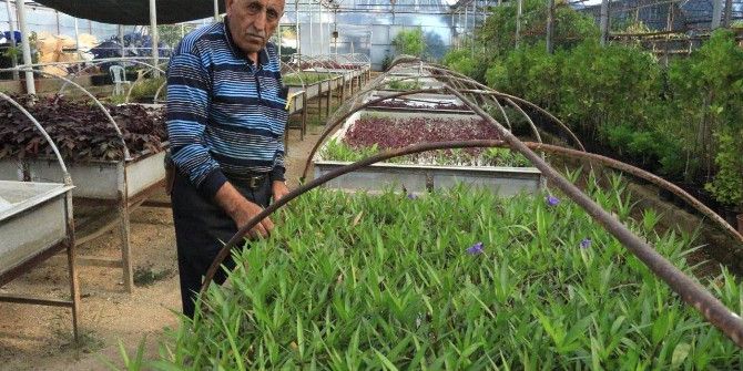 Büyükşehir Fidanlığında 192 Bin Çiçek Üretimi Yapıldı