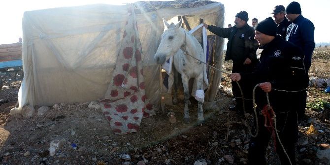 Bursa’da Sahipsiz At Ve Baraka Operasyonunda Arbede