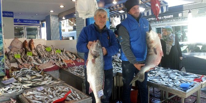 Mudanya’da Balık Bereketi