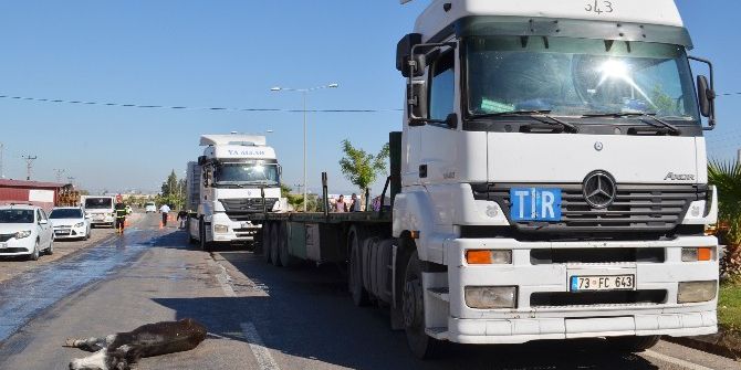 Eşek Zincirleme Kazaya Neden Oldu: 1 Yaralı
