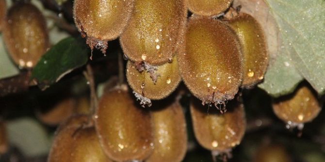 Rize’de Kivi Hasadı 15 Kasım’da Başlayacak