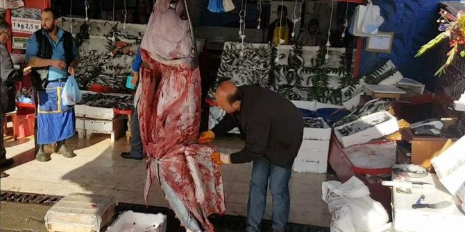 200 Kiloluk Orkinos Kilosu 20 Liradan Satışa Sunuldu
