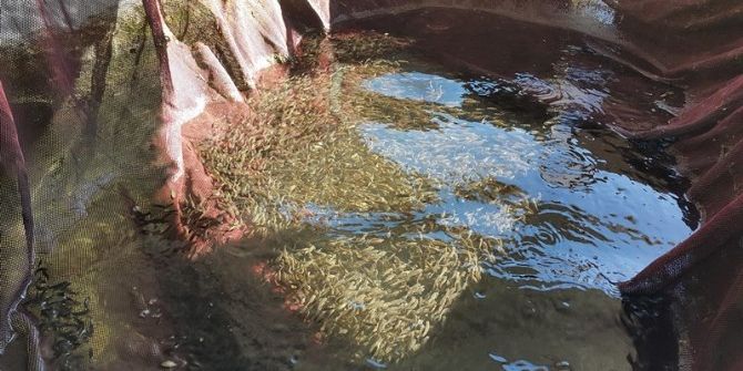 100 Bin Sazan Göletlere Bırakıldı