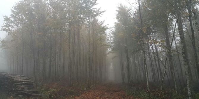 Orman Ve Su İşleri Bakanlığı Sakarya Ve Kocaeli Ormanları İçin Çalışıyor