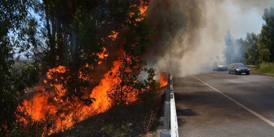 Söke-milas Karayolunda İhmal Ağaçları Kül Etti