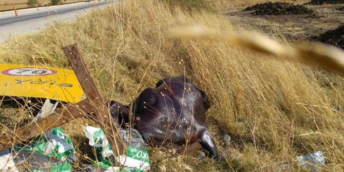 Kesilmekten Kurtuldu Araba Çarptı