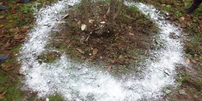 Fındık Bahçelerinde Kireçleme Dönemi