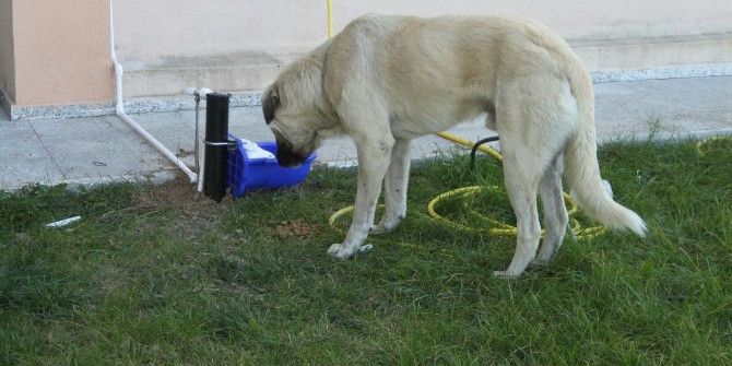 Sokak Hayvanlarına Duyarsız Kalmadılar