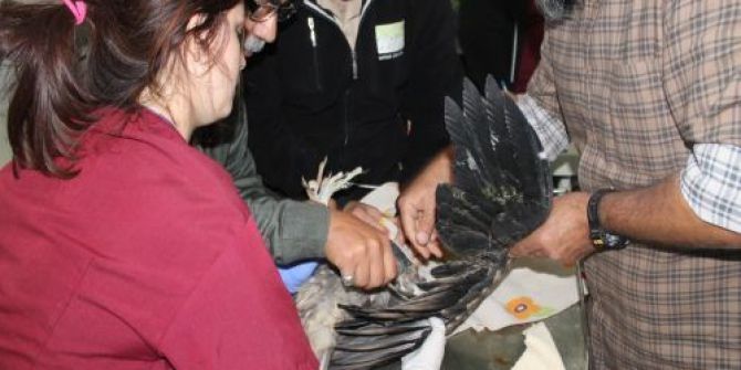 Göçe Geç Kalan Yavru Akbaba Koruma Altına Alındı