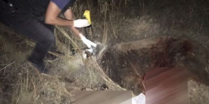 Otomobilin Çarptığı Boz Ayı Telef Oldu