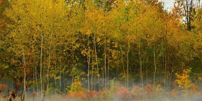 Zonguldak-ereğli Karayolunda Sonbahar Renkleri