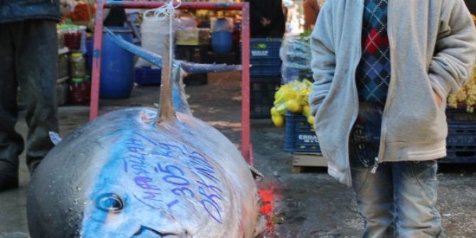 Denizi Olmayan Sivas’ta 305 Kiloluk Orkinos Şaşırttı