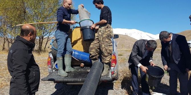 Aygır Gölüne 50 Bin Sazan Yavrusu Bırakıldı