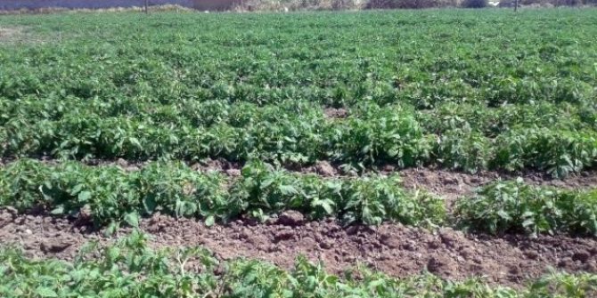 Malatya’da Sebze Ve Meyveyi Don Vurdu