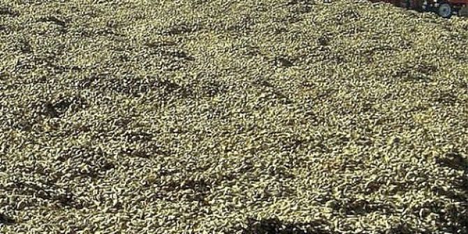 Vezirköprü Ekonomisine Pancar Dopingi