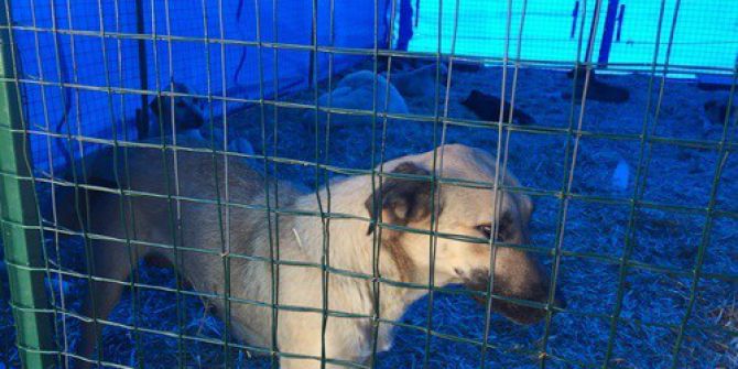 “Sahipsiz Sokak Hayvanlarının Rehabilitasyonu Ve Kontrolü Projesi” Devam Ediyor