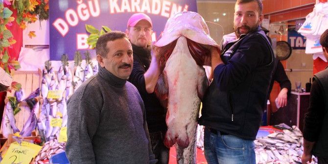 Porsuk Barajı’ndan Çıkan 78 Kiloluk Yayın Balığı Görenleri Şaşırttı